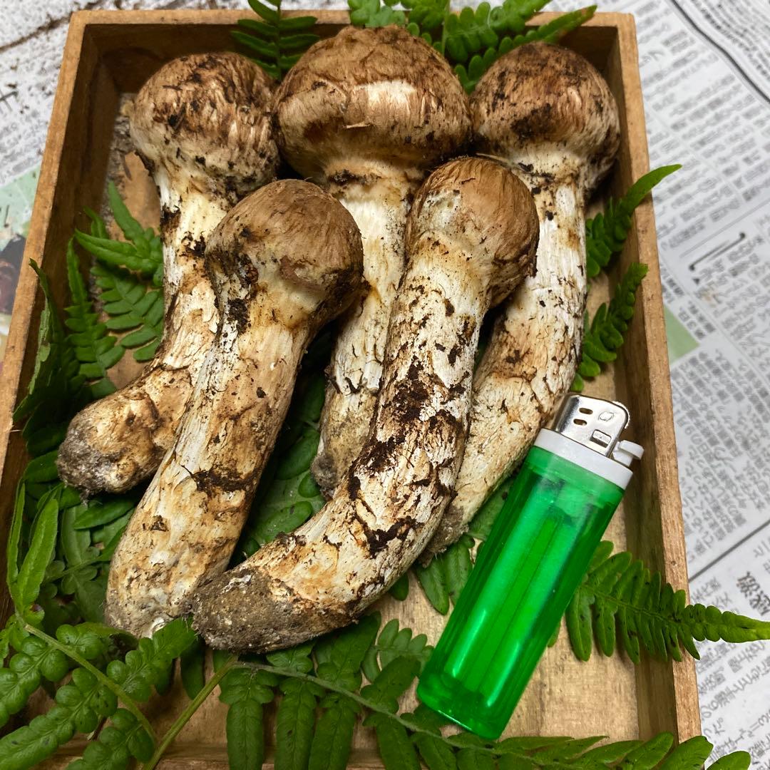 タカ＆ヨシ様専用 南信州豊丘産 松茸225g つぼみ