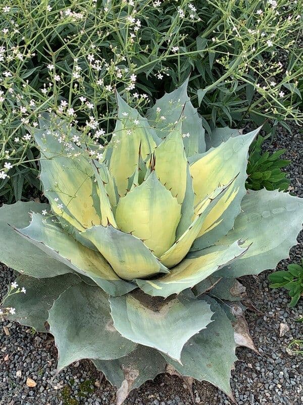 アガベ オバティフォリア アウェイニングエンジェル