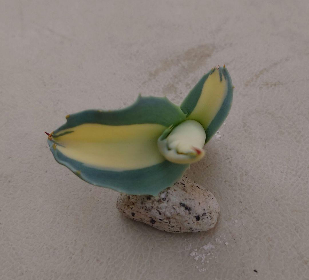 アガベ オバティフォリア アウェイニングエンジェル