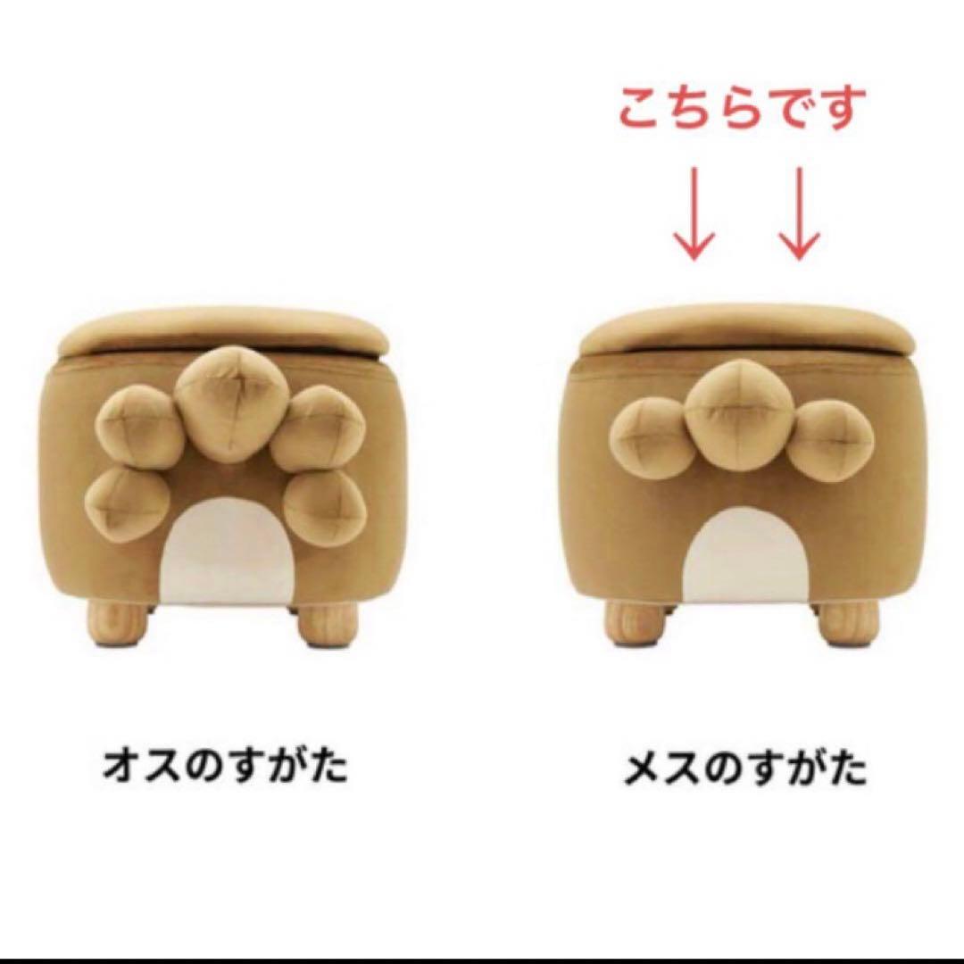 ポケモンスツール ビッパ メスのすがた ポケモンセンターオンライン