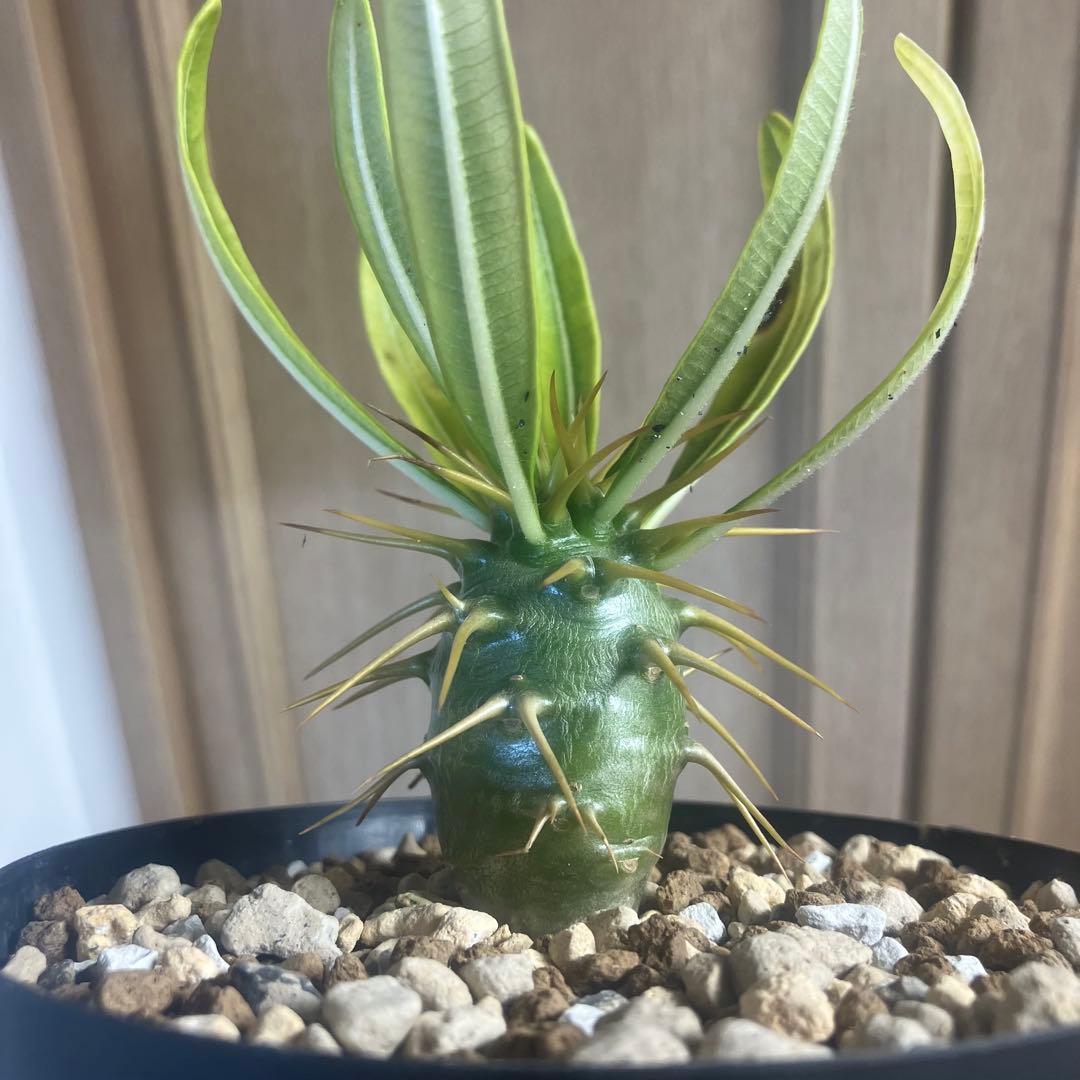 パキポディウム アンボンゲンセ 実生 選抜 塊根植物 コーデックス