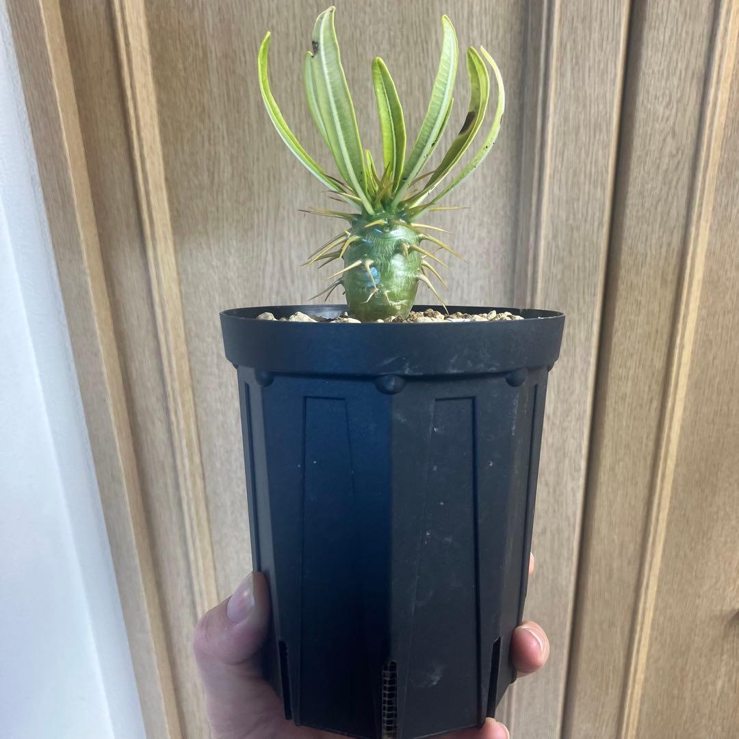 パキポディウム アンボンゲンセ 実生 選抜 塊根植物 コーデックス