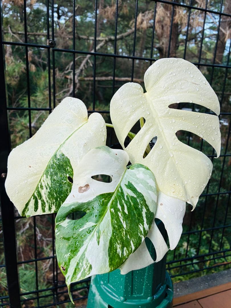 5本セット発根活着済 斑入りモンステラ 】ボルシギアナ ホワイトタイガ