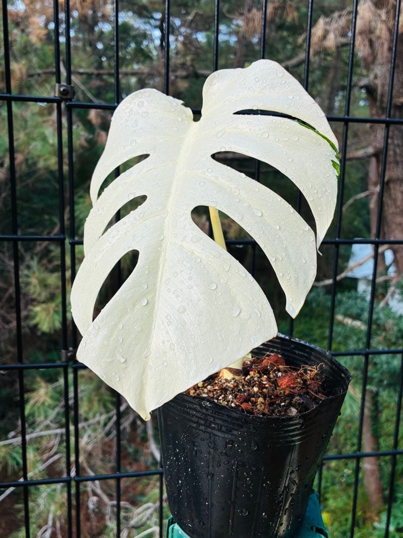 5本セット発根活着済 斑入りモンステラ 】ボルシギアナ ホワイトタイガ