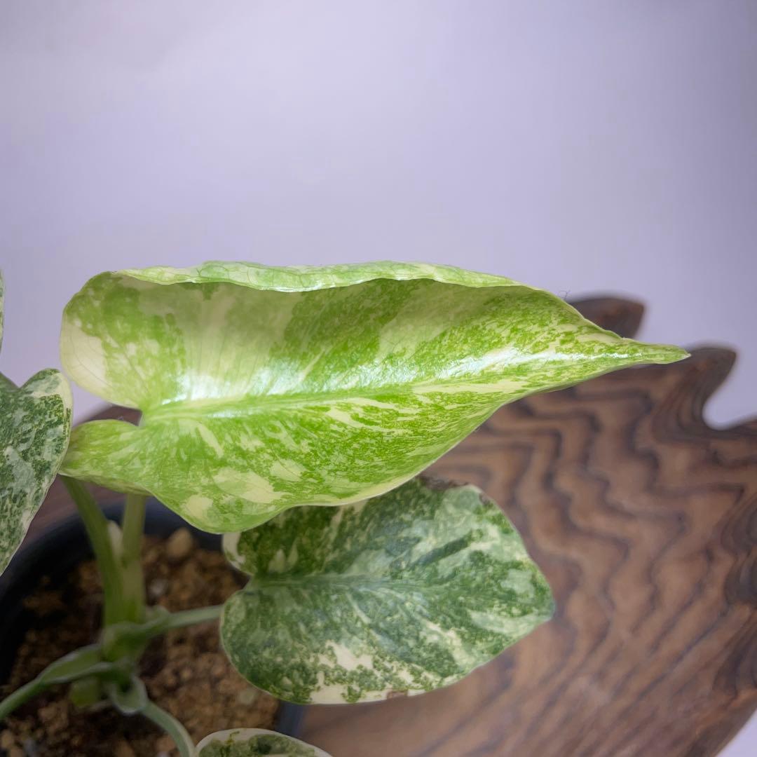は*ん様 a133モンステラ デリシオーサ レガシー 斑入り - メルカリ
