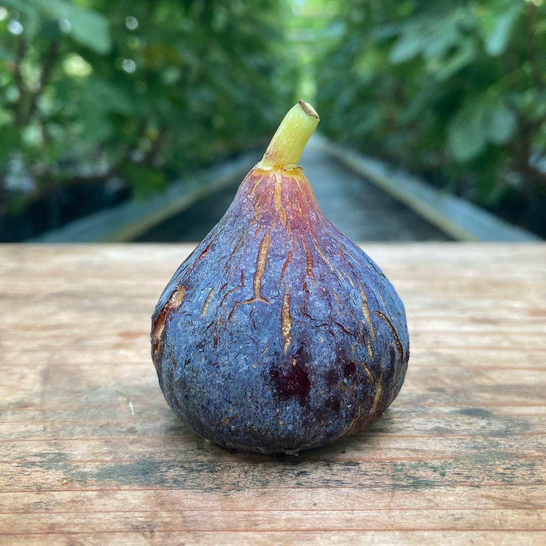 元祖ブラックマデイラ】Violeta 穂木 イチジク - メルカリ