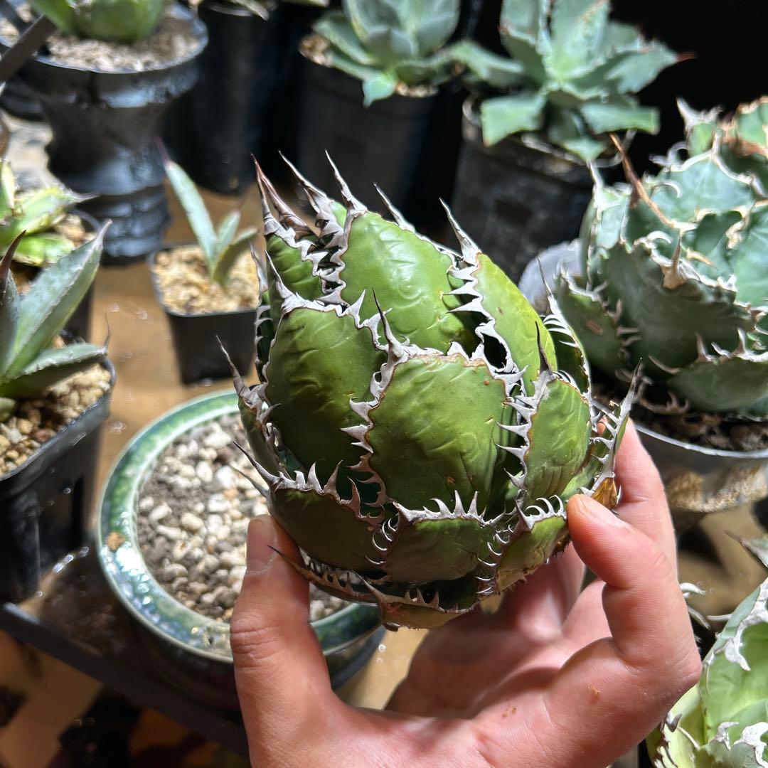 アガベ ホリダ 陽炎 大株 ボールタイプ ドワーフ 特選S級選抜 発根管理中