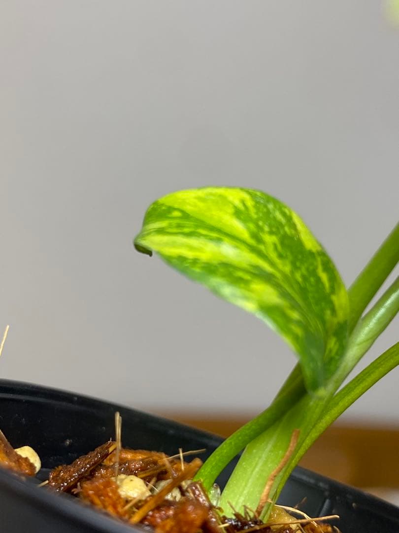 専用画面 【超美株✨超希少‼️】モンステラ エレクトロライト 斑入り