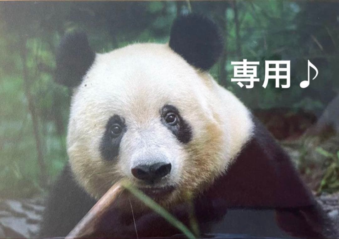 専用　シャンシャン　彩浜　楓浜 毎週シャンシャンさんから、 ～検疫その3写真～ 小耳にはさみましたが