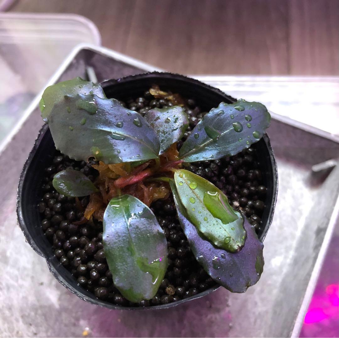 陰性水草の王様的存在【ブセファランドラ】AZ便 AW No.1 1株 - メルカリ