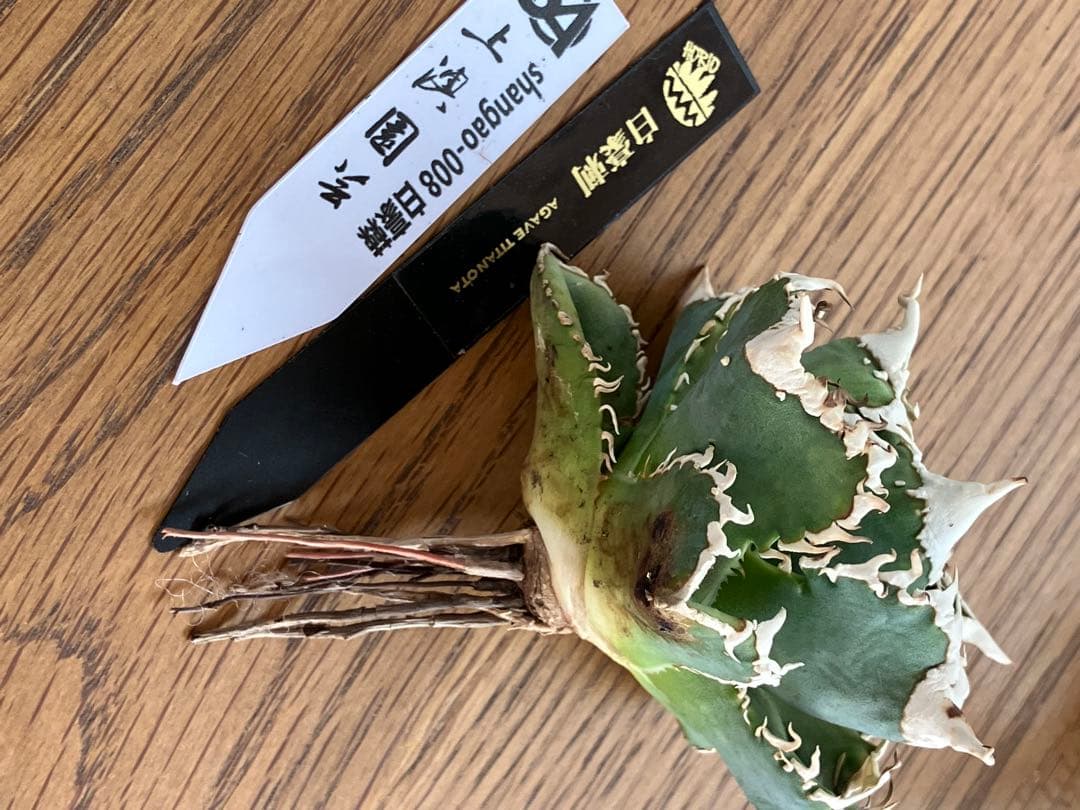 速達】⑤子株付き 特選 太棘 アガべ チタノタ 白豪刺 TC