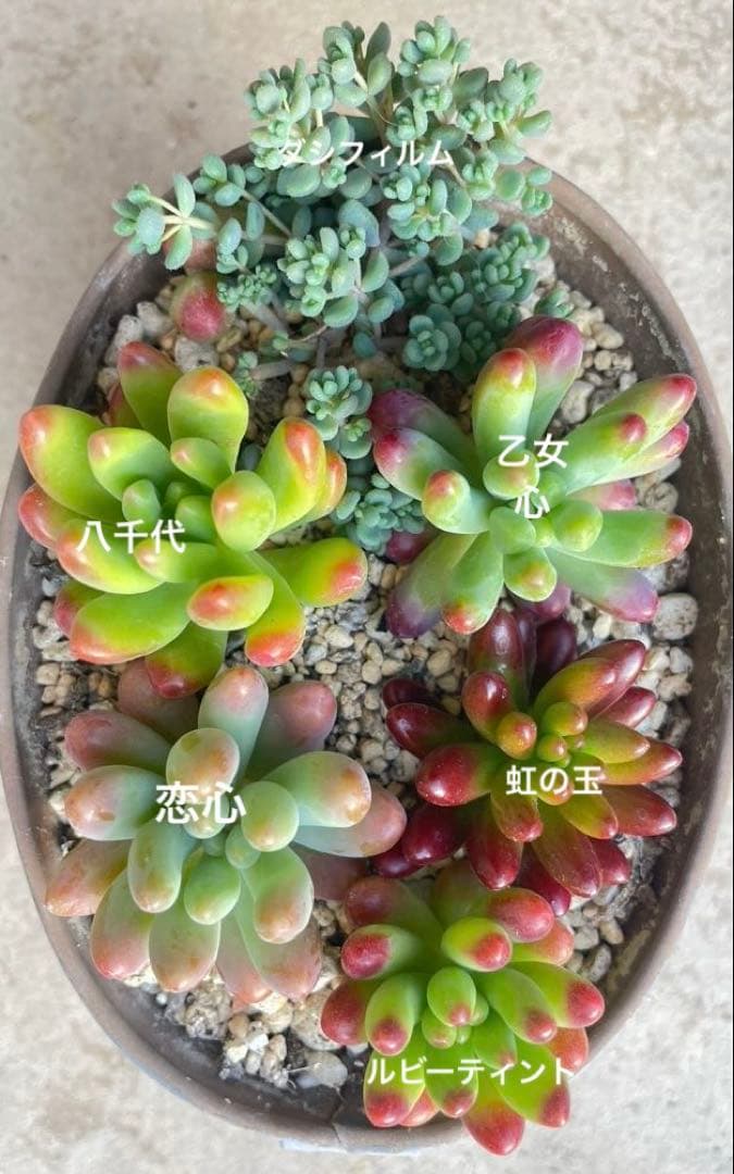 つぶつぶセット 多肉植物 - メルカリ