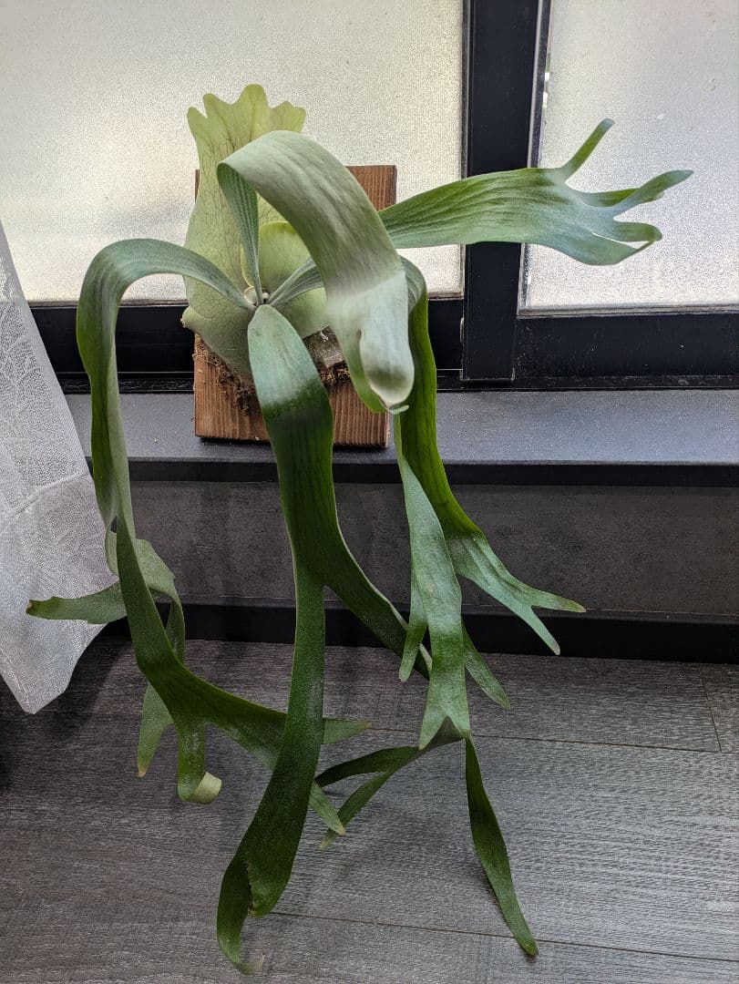 P.willinckii ' baileyi ' ベイレイ ビカクシダの通販はau PAY