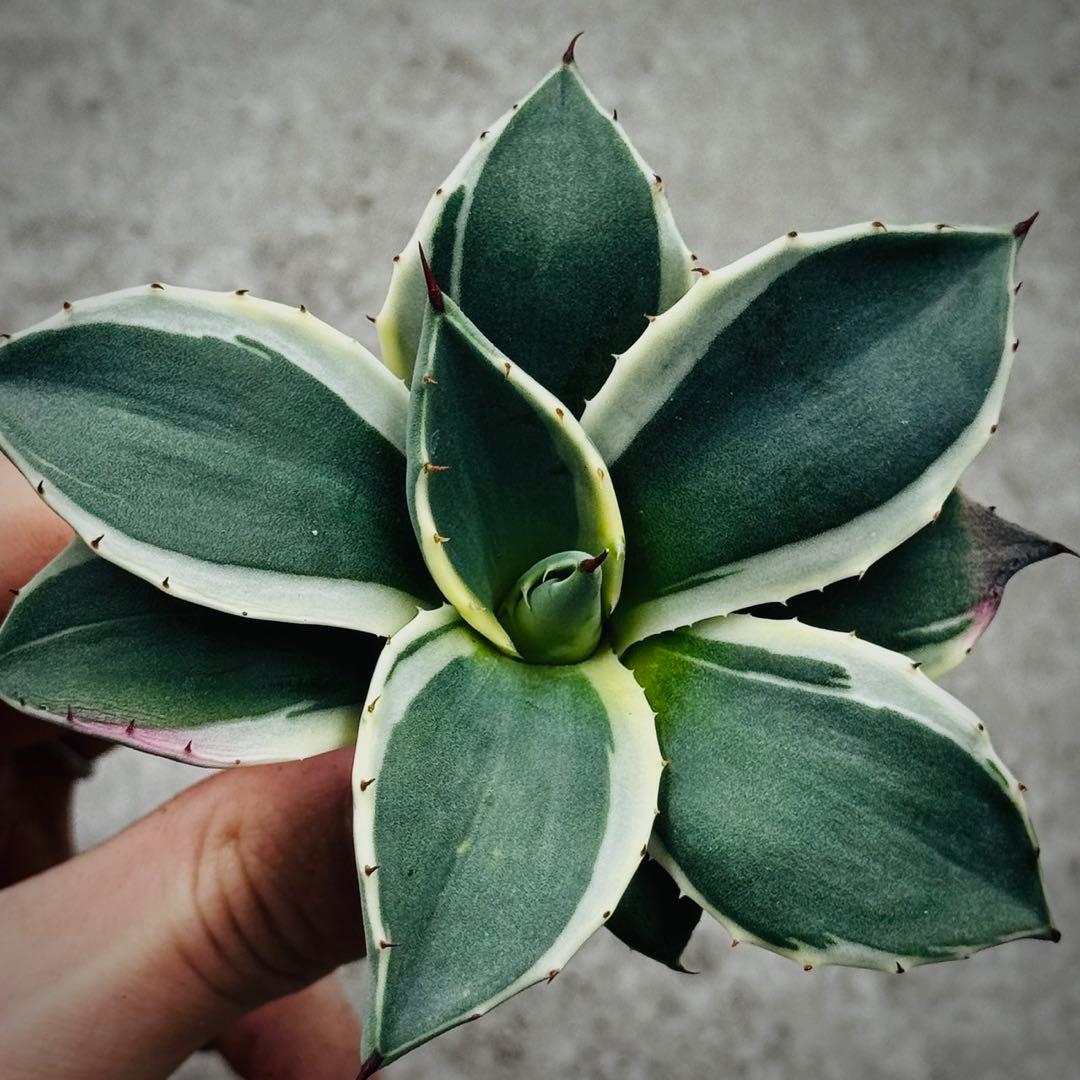 み*ん様 多肉植物・アガベ・吉祥天錦白腹輪・特選美株 - メルカリ