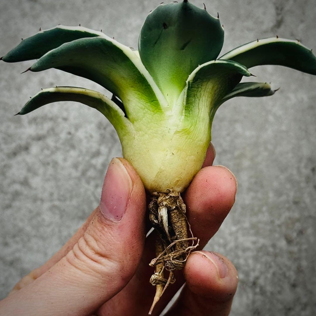 み*ん様 多肉植物・アガベ・吉祥天錦白腹輪・特選美株 - メルカリ