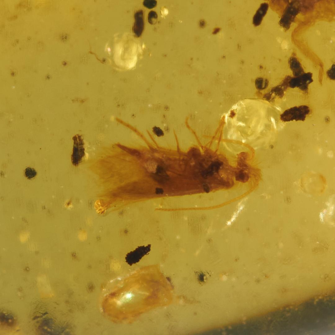 ZB354虫入り琥珀化石 ミャンマー カムティかタナイ産 9900万年前