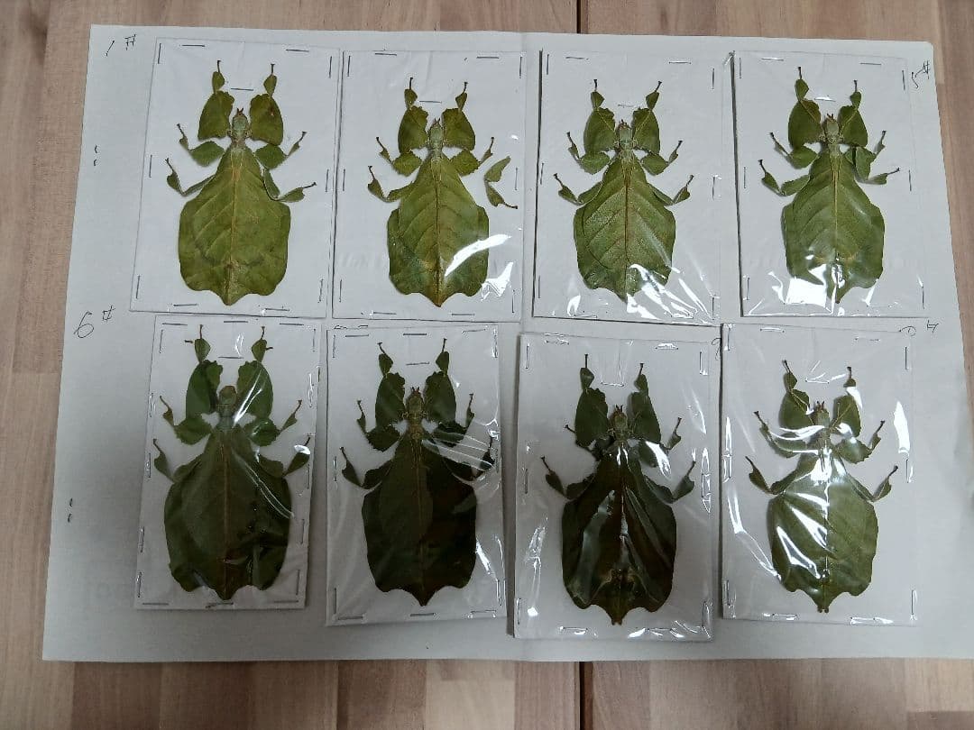 海外産標本｜インドネシア産 ナナフシモドキ（木葉虫）昆虫標本 海外産標本｜インドネシア産 ナナフシモドキ（木葉虫）昆虫標本 海外産