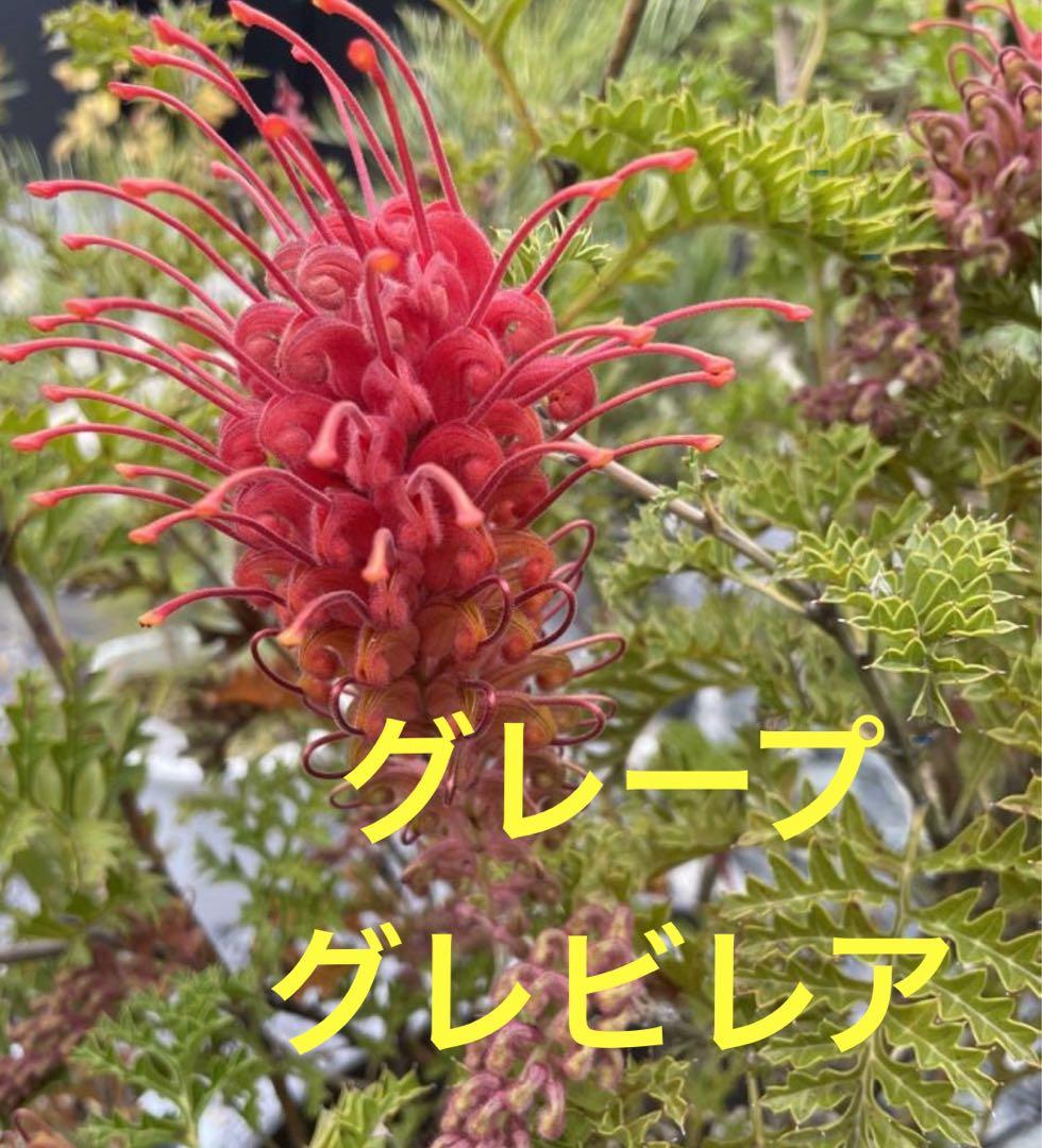 グレビレア グレープ 希少 オージープランツ 激レア グレープ