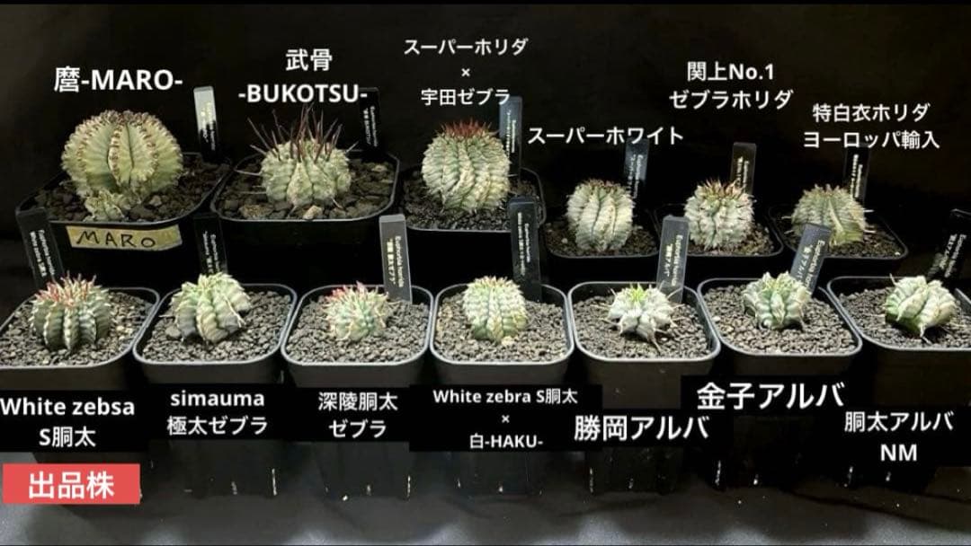 ユーフォルビアホリダ White zebra S胴太 カキ子 - メルカリ