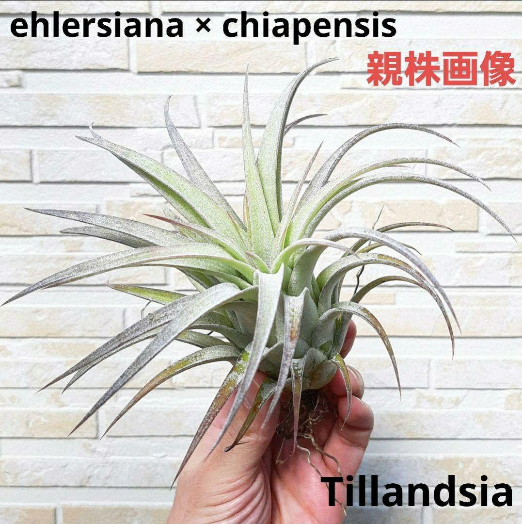 チランジア エーレルシアナ × チアペンシス - メルカリ