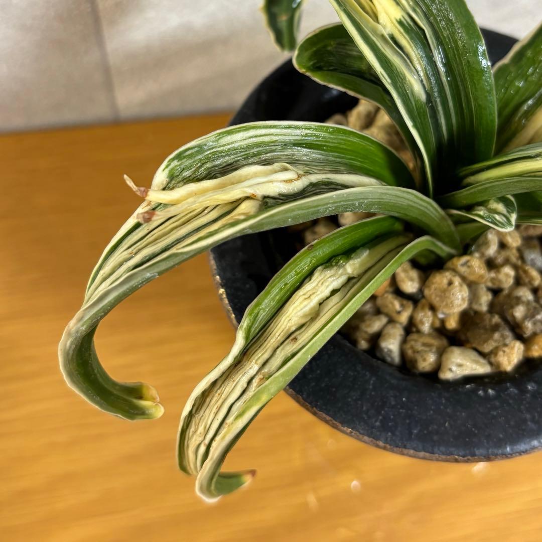 万年青 玉姫 羅紗獅子 おもと 縁金鉢 玉獅子の虎 (たまじし