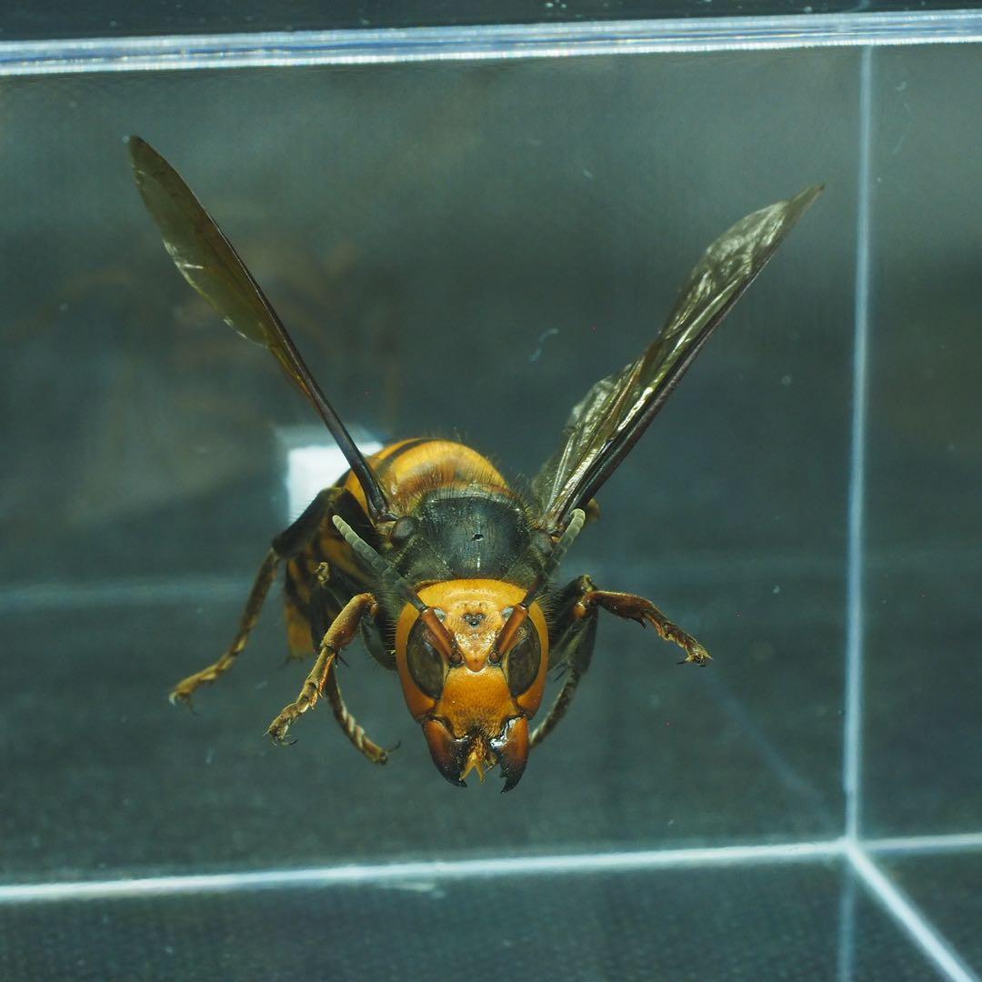 オオスズメバチ 立体標本2343 - メルカリ