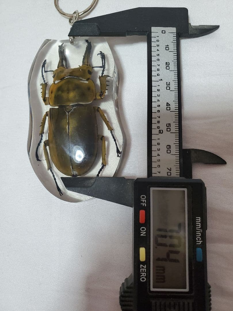 Odontolabis nobuhikoi rare 24mm