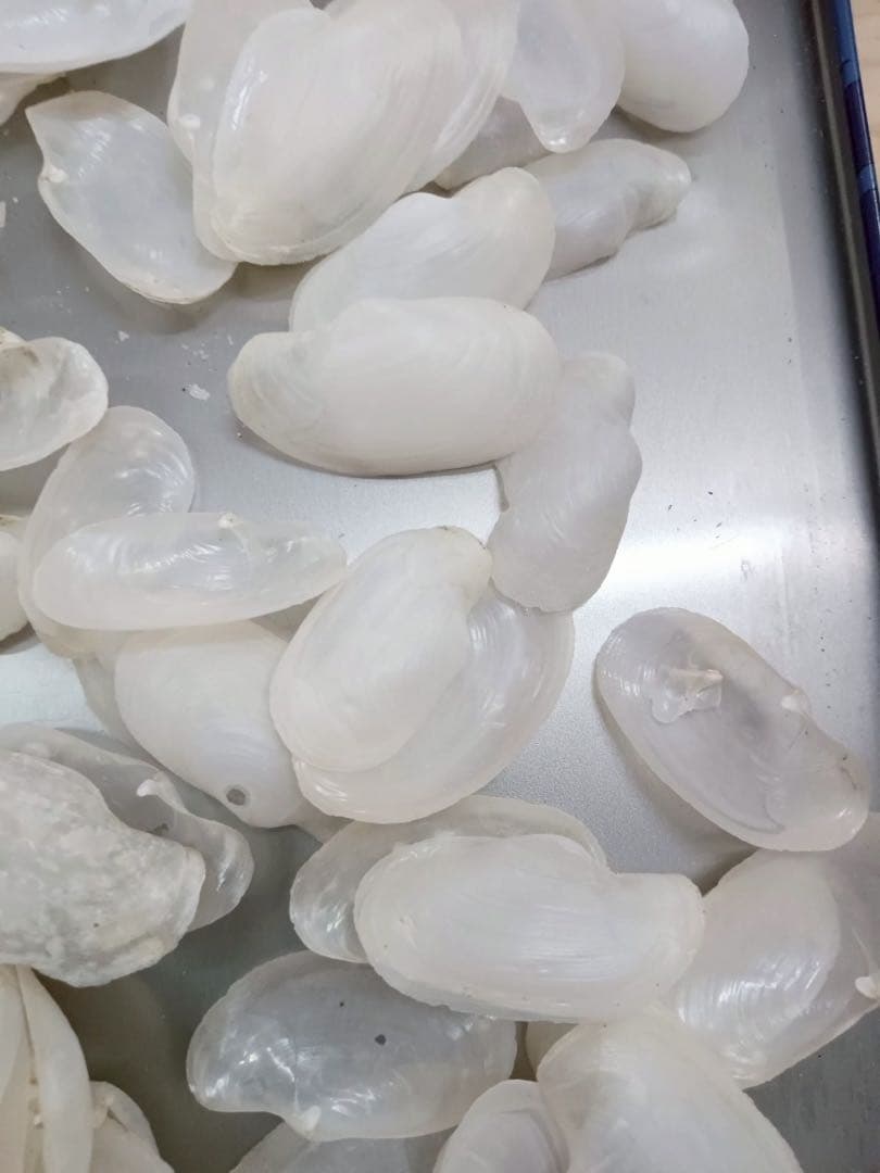 希少 激レア 天然 貝殻 白 桜貝 さくら貝 約20g インテリア パーツ ➉