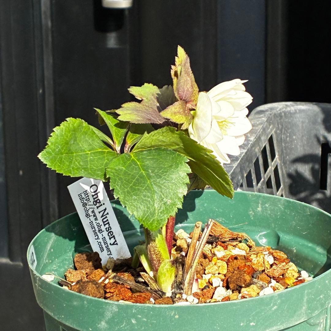 u*0様 3542☘️蕾花タグ付☘️⭐️ポーセリン⭐️小輪⭐️素敵な苞葉⭐️超コ