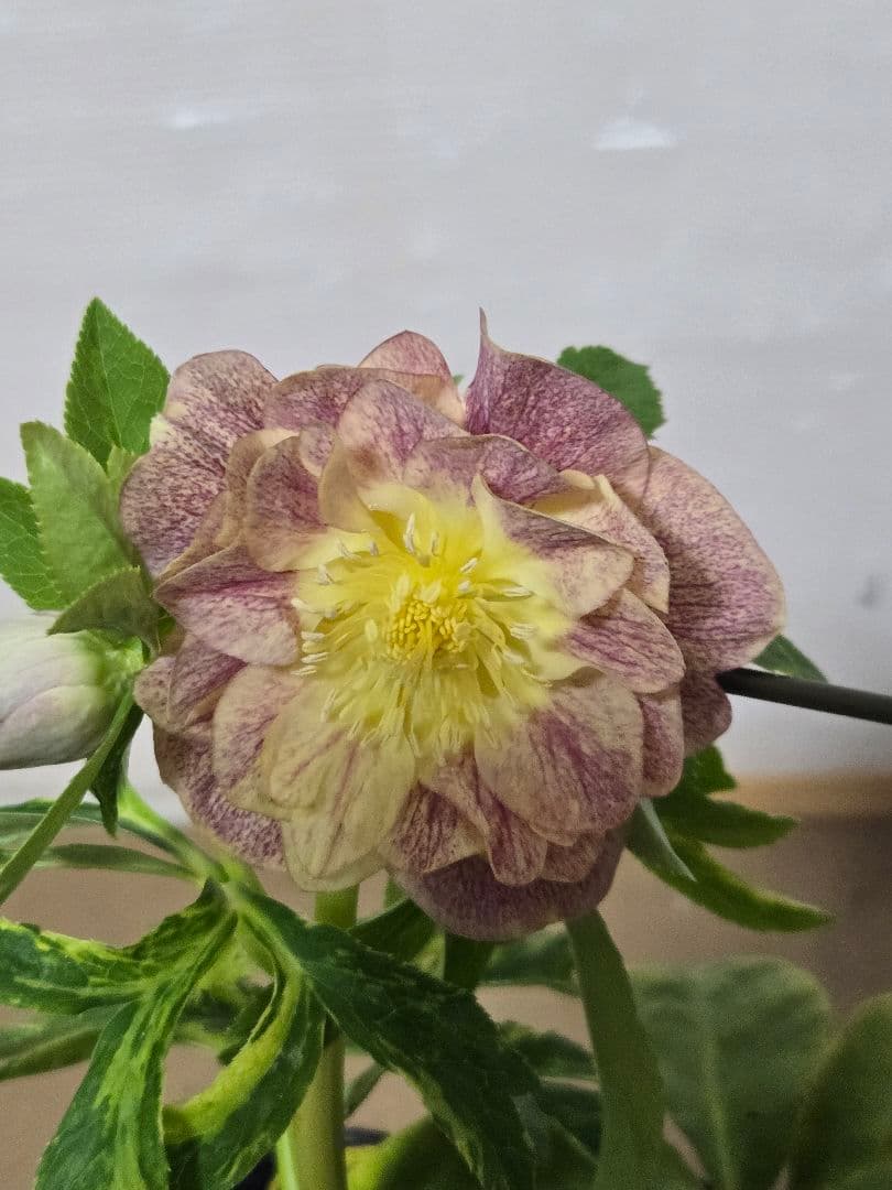 m*n様 ☆クリスマスローズ☆ダブル　ゴールド☆5号ポット☆ 楽天市場】クリスマスローズ ダブル咲き ゴールド系 5号 : 千草園芸