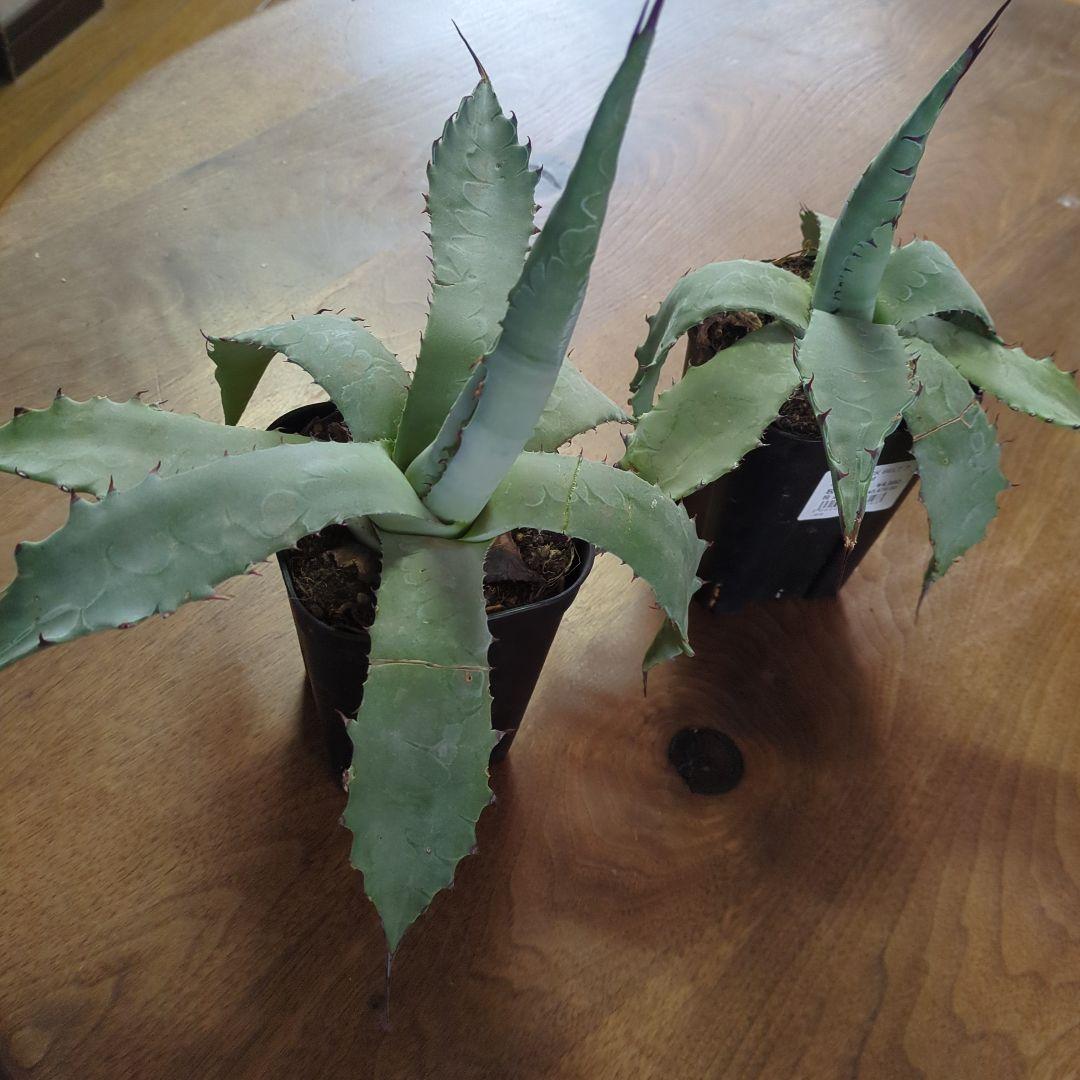 アガベ10.5cmポット2鉢セット - メルカリ