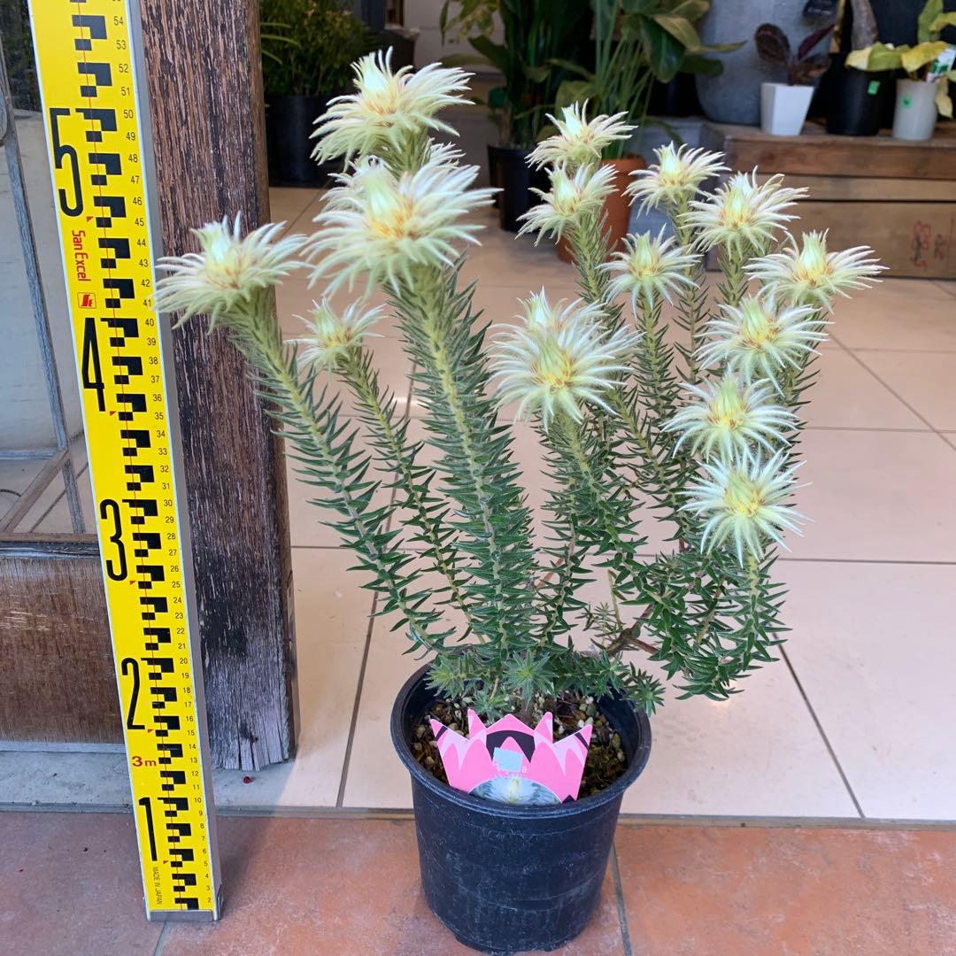 希少 フィリカ ハイドラ 3 - メルカリ