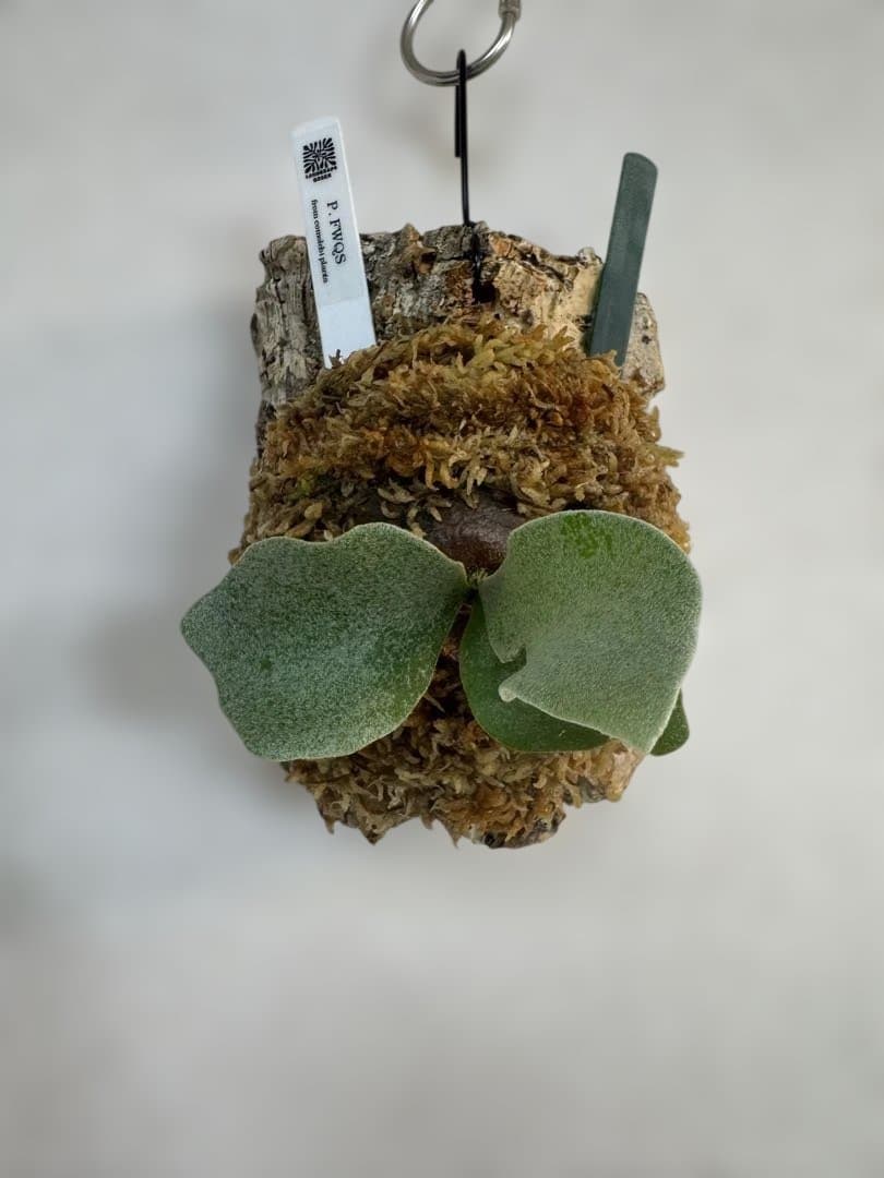 P. FWSQ FW ビカクシダ OC株 株分 コルク 長期養生株 - メルカリ