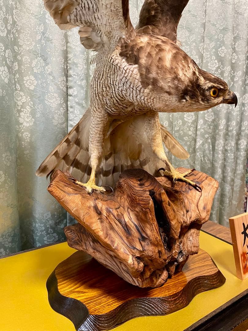 直接取引限定】大鷹 剥製 アンティーク 置物 オブジェ コレクション