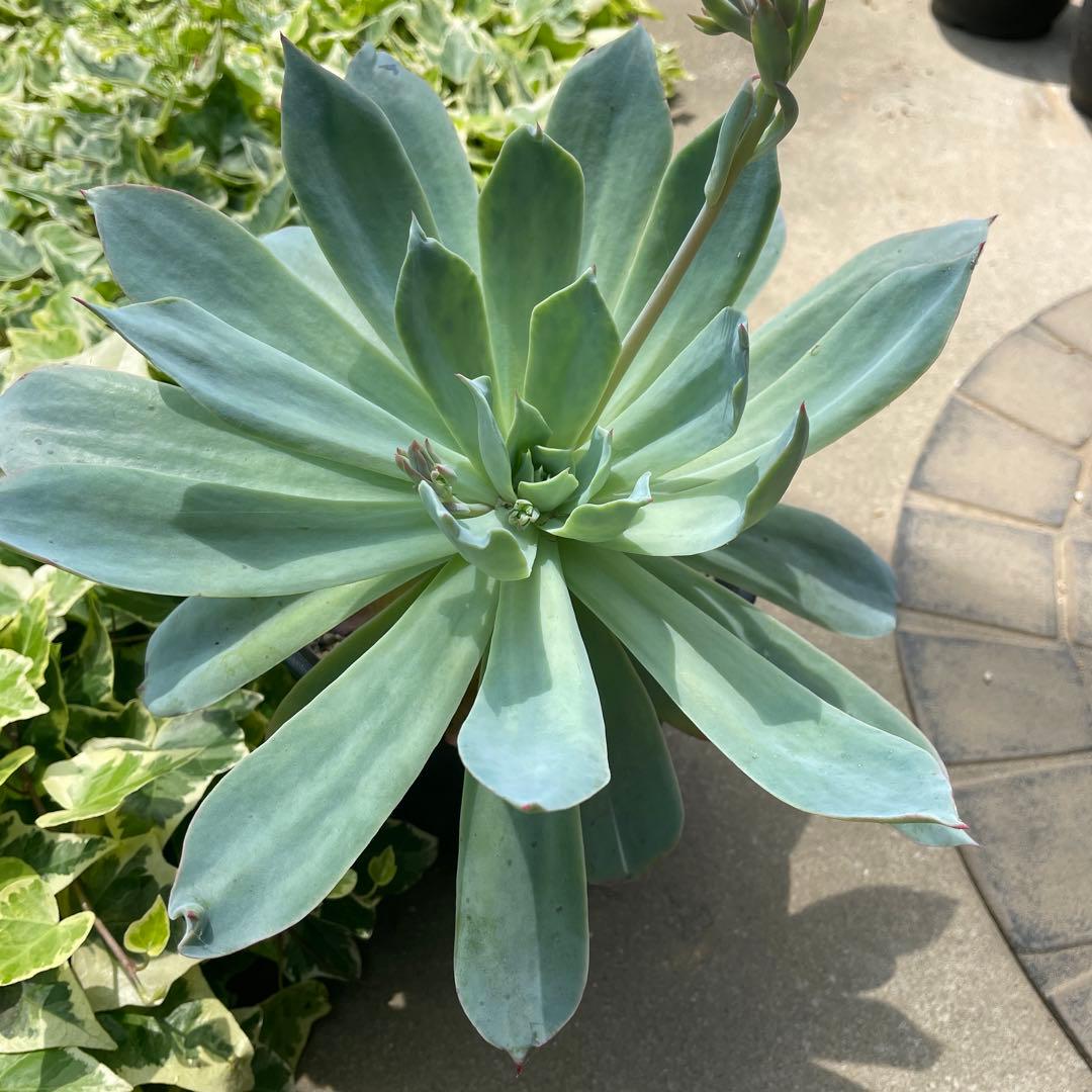 エケベリア 青典牡丹 昨年の自然仔吹きのカキ仔 多肉植物 - メルカリ