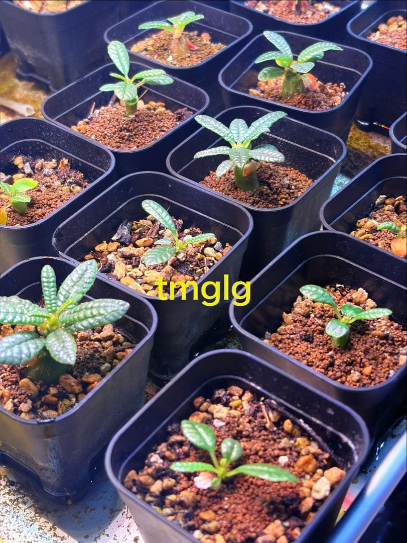 ドルステニア ギガス ブラータ 種子10粒