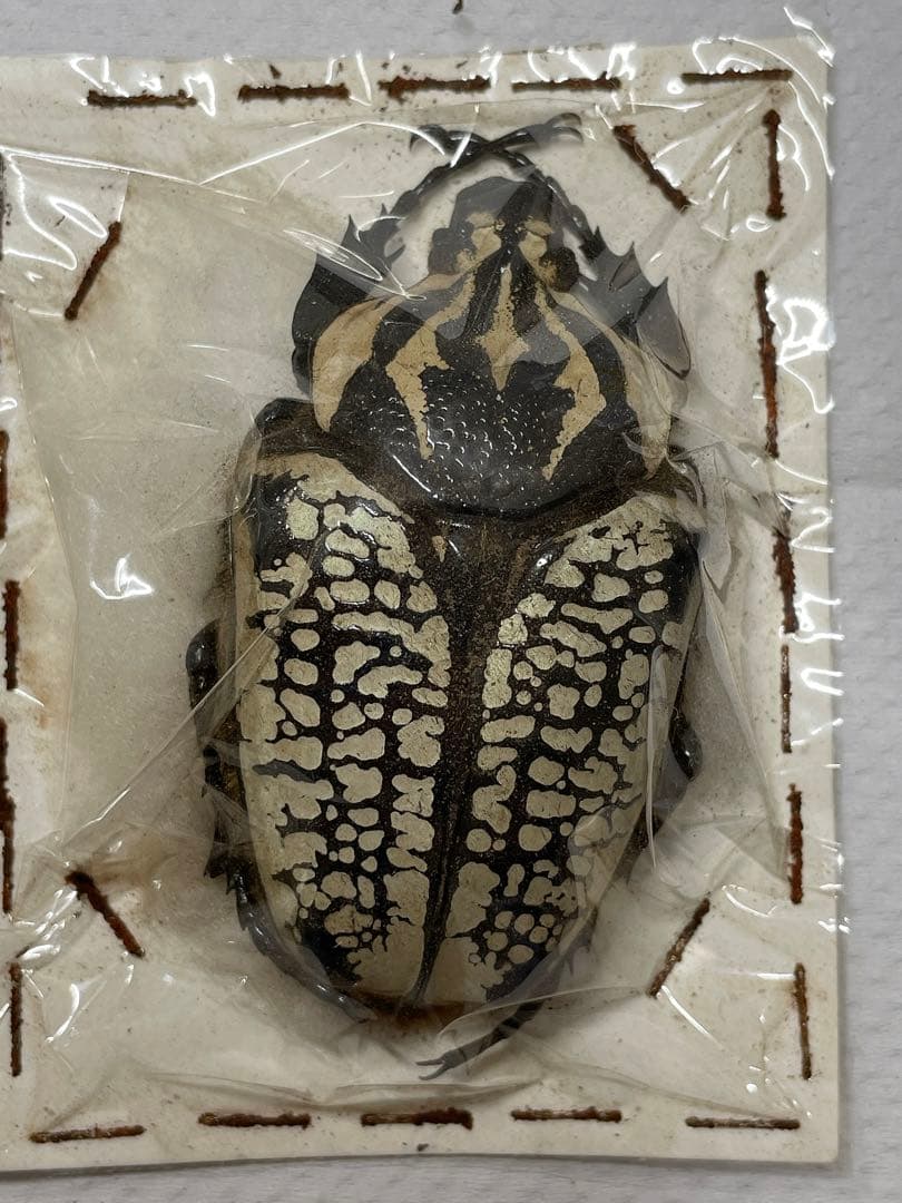 ①コンゴ産 シラフオオツノハナムグリ （大型ペア） - メルカリ