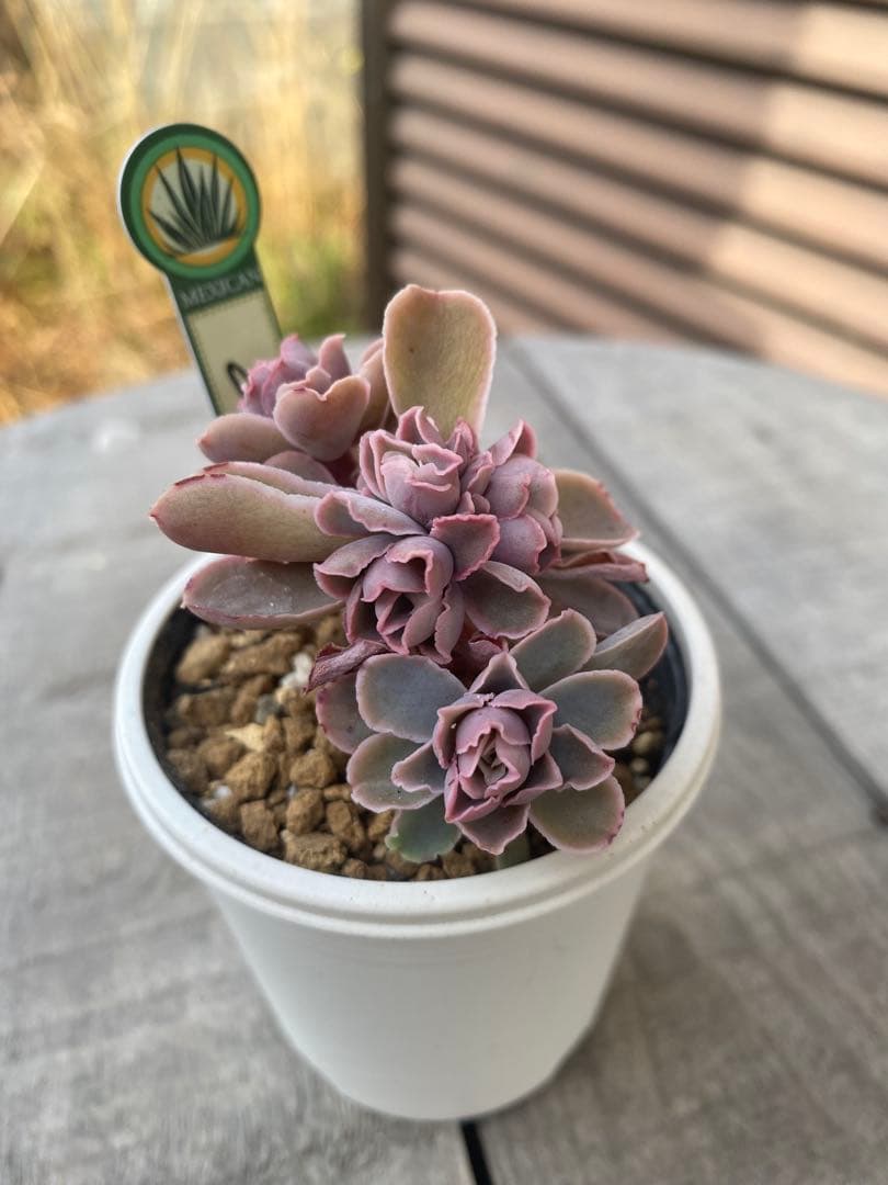 原種 チャザロイ群生 Chazaroi エケベリア 多肉 - メルカリ