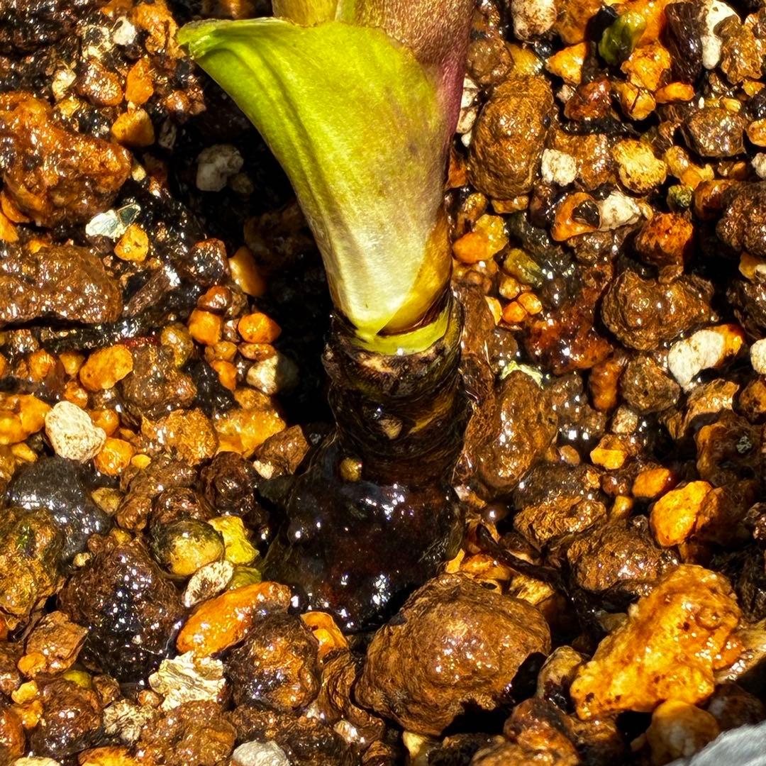 a*a様 3545☘️蕾花タグ付☘️超特殊☘️唯一無二☘️芳香⭐️小輪⭐️超キレ