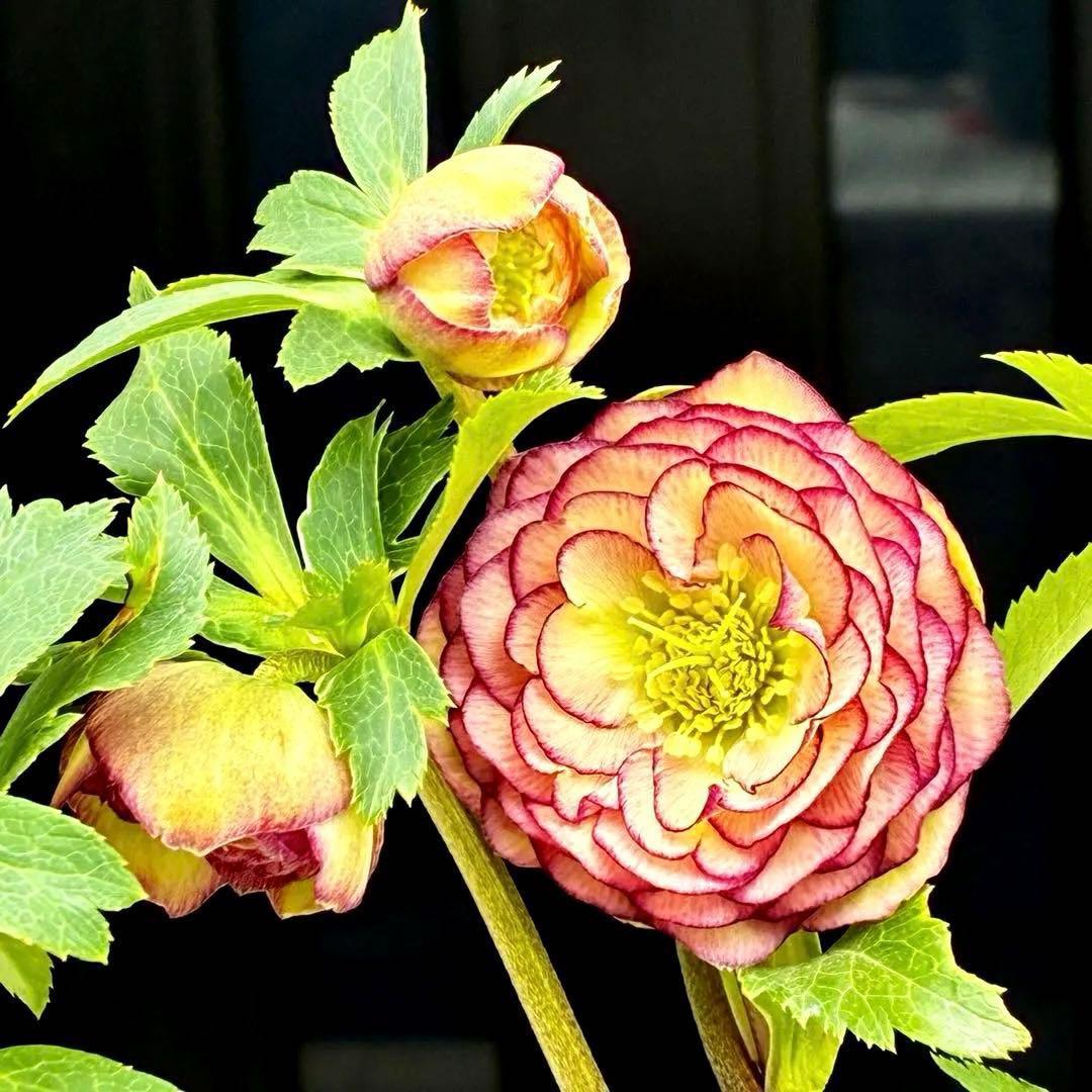 a*a様 3545☘️蕾花タグ付☘️超特殊☘️唯一無二☘️芳香⭐️小輪⭐️超キレ