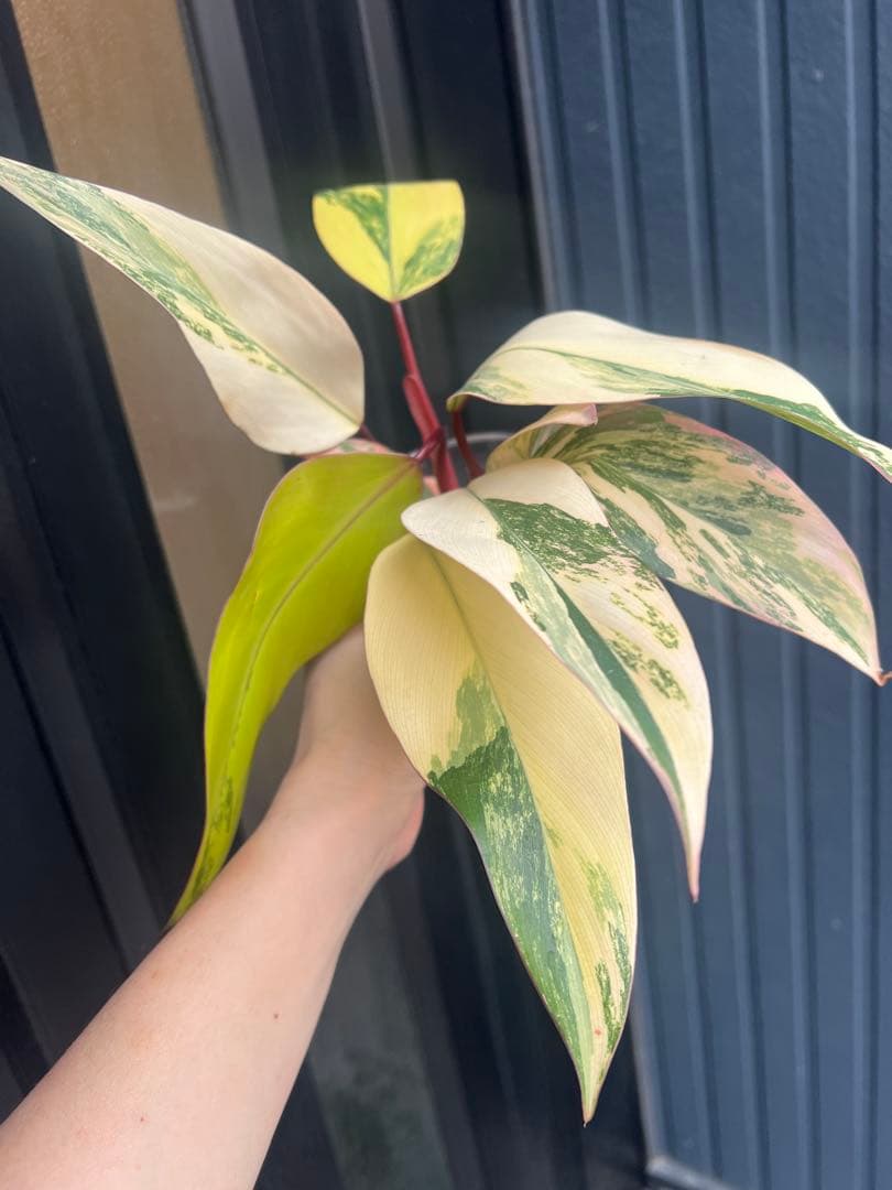 美斑・極株⭐︎フィロデンドロン ストロベリーシェイク /メルカリ便