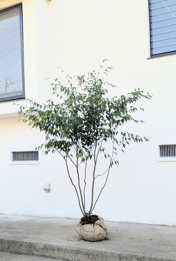 新春特価。山採りハイノキ。 楽天市場】【現品】山採り【ハイノキ】株立ち 自然風樹形 樹高H≒185