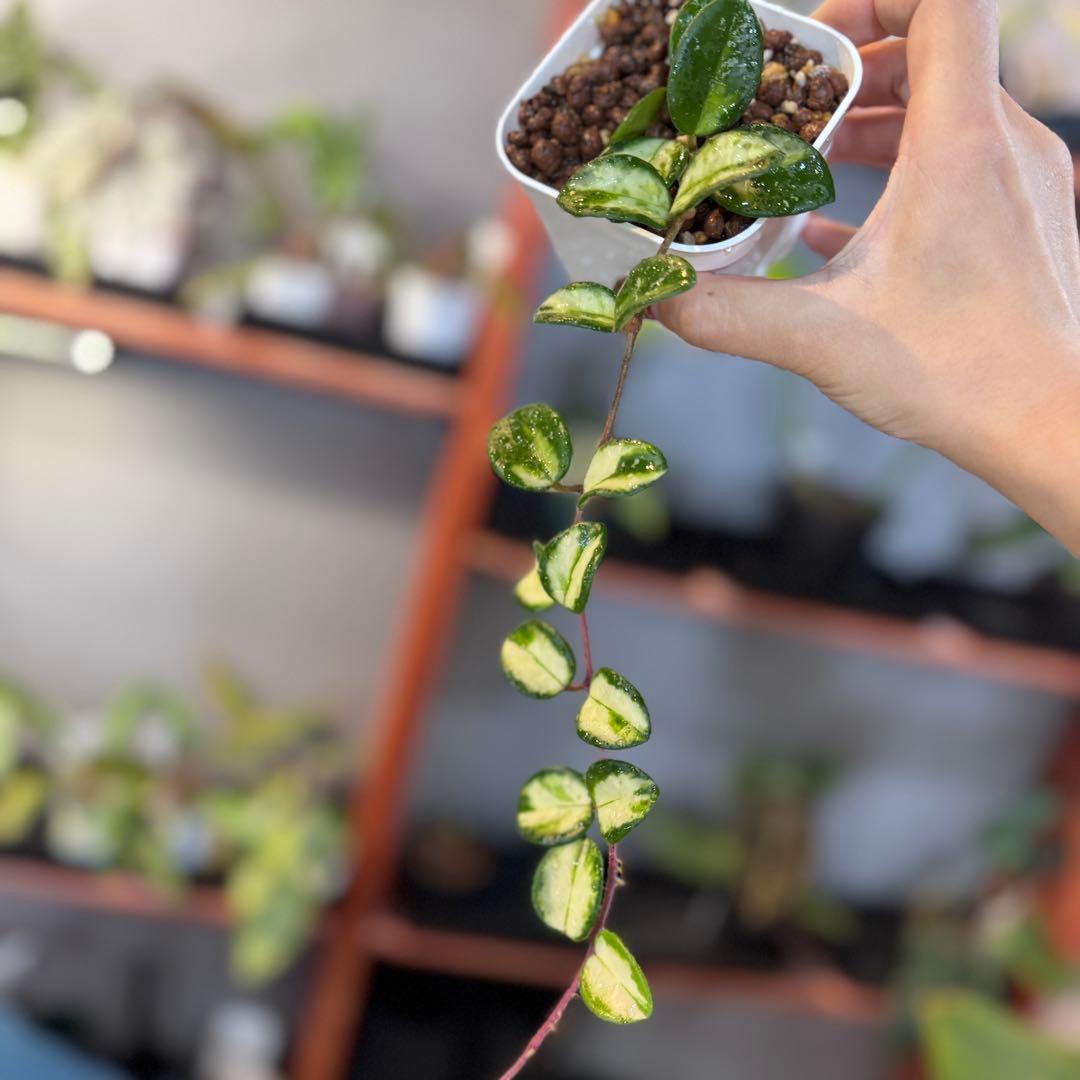 16 ホヤ マチルダ斑入り 内斑 激レア mathilde variegated - メルカリ