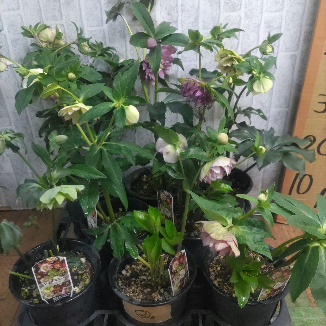 クリスマスローズ②八重咲きダブル8鉢セット - メルカリ