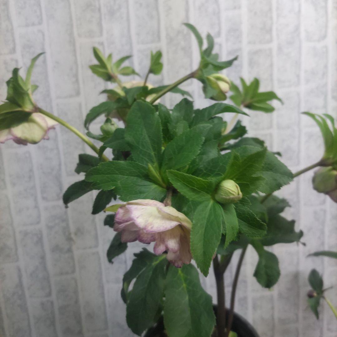 クリスマスローズ②八重咲きダブル8鉢セット - メルカリ