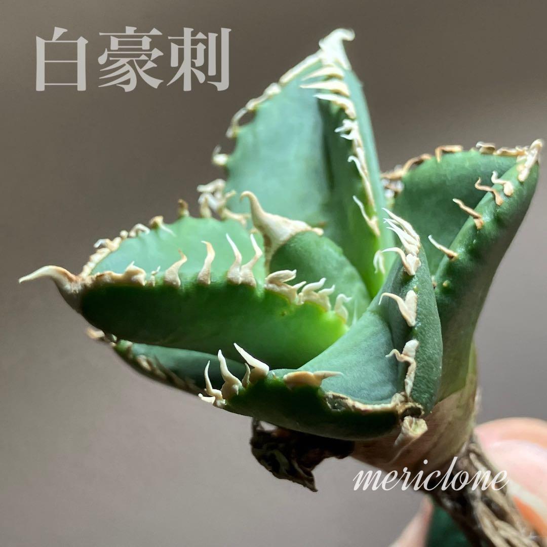 つ*ぎ様 オークション 白棘 アガベ チタノタ 白豪刺 TC 上澳園芸