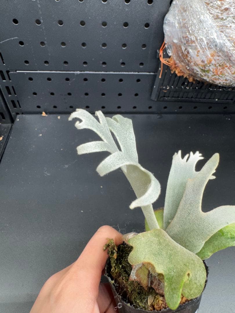 平凡之鹿】YMDS Totoro HHRナーセリータグ付け #077