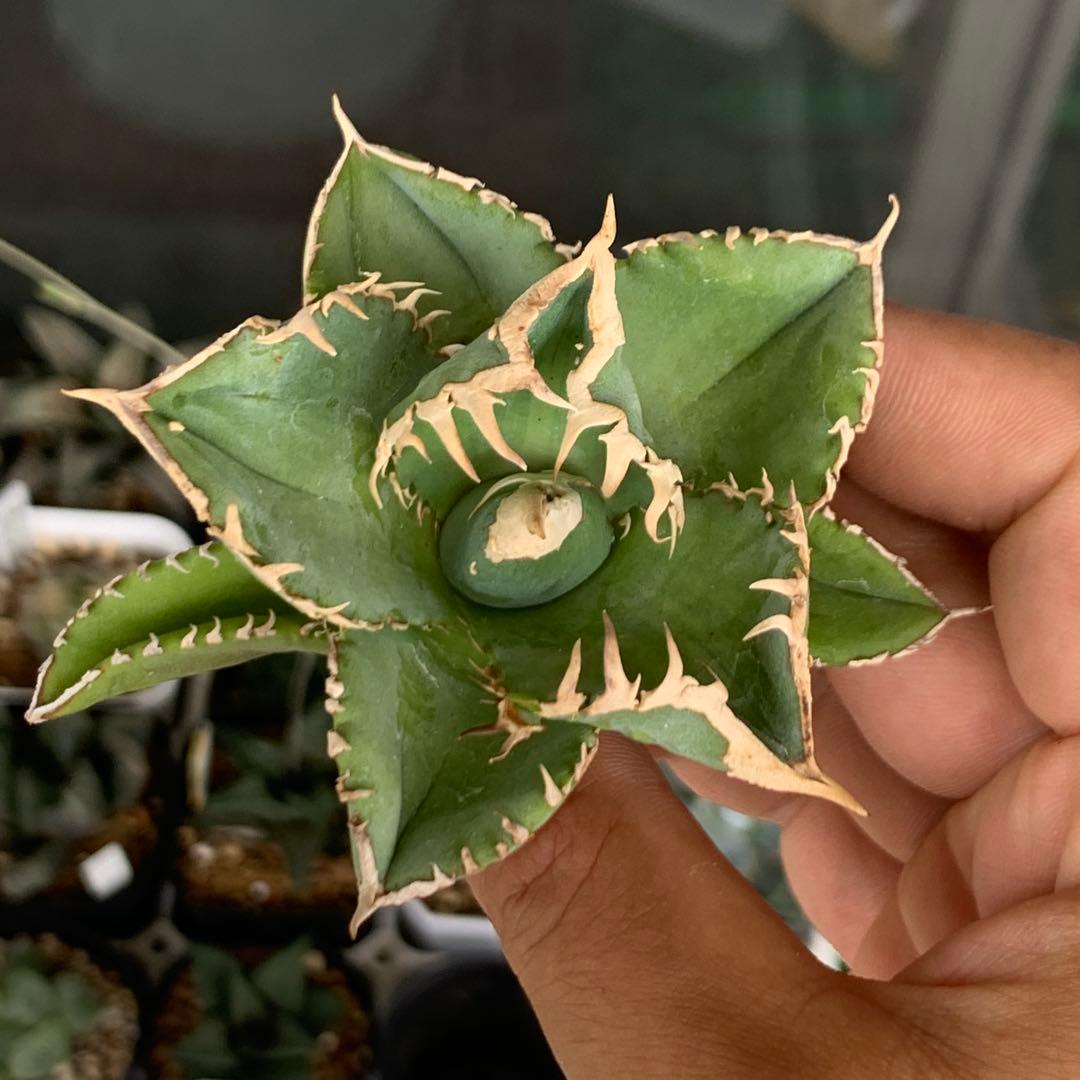 ア*ト様 アガベ チタノタ 白豪刺 - メルカリ