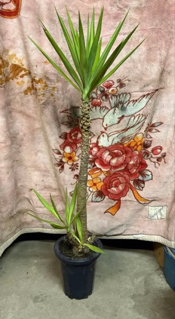 k.com様用① 12int.jpg?fit=800,531&ssl=1