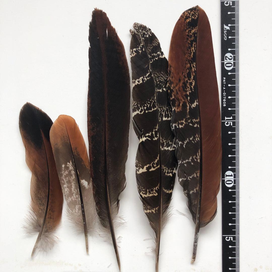 C -9】天然 鳥 羽・羽根 20枚☆消毒済☆ - メルカリ